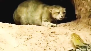 Un chat sauve des bébés d'un python ????????