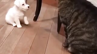 Les chatons et les chiots pratiquent l'autodéfense