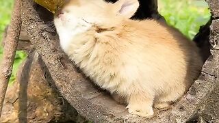 Le petit lapin mange secrètement du miel et est mignon