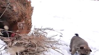 Il neige et le chien se glisse dans les bras de la mère poule pour se réchauffer. Plan de début d'animal de compagnie mignon