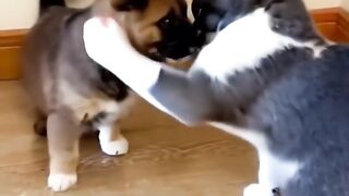 Les chiots profitent des douces caresses des chats