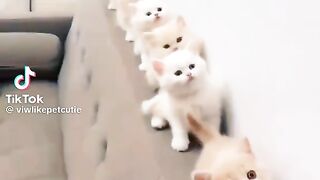 Le plus beau chat