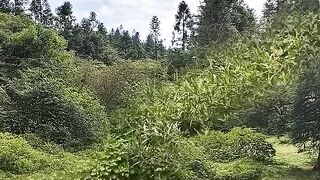 Un léopard attaque soudainement des animaux sauvages à courte distance.