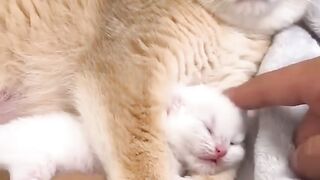 Mother cat with baby