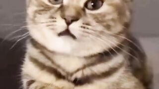 cat Nice ????????????