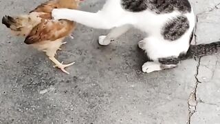 Chat et poulet