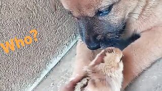 les poussins recherchent leur mère et rencontrent des chiots ! chien mignon,