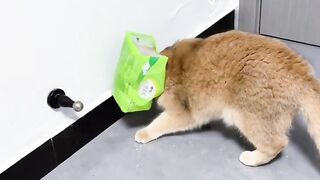 drôle non-stop chat