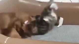 Fighting cat vs dog funny