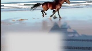 What a beautiful horse
