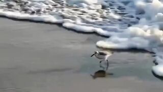 naughty bird