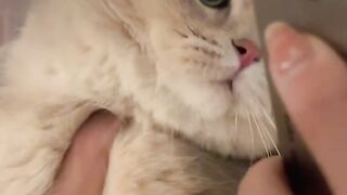 The Funniest Cat Ever! ????????
