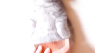 This Adorable Cat Will Melt Your Heart!