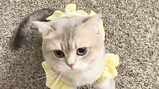 "You Won't Believe What This Cat Did!