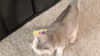 This Cat’s Reaction Will Crack You Up