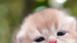 CUTE KITTEN