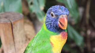 Parrot bird