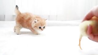 Beautiful cats