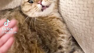 Catarnf
