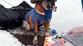 This dog will not greet you until you give him money.