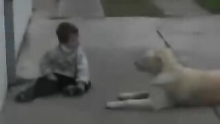 Beautiful dog