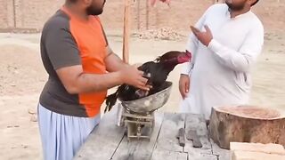 Murgi Wala p3