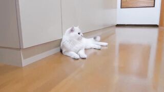 The kitten approaching the daddy cat to play with him was so cute