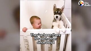 Beatiful dog