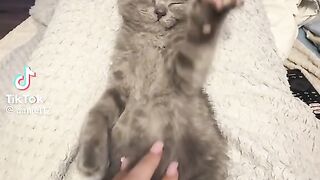 Trand cat