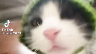 Trand cat
