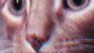 "The Funniest Cat Video You’ll Watch Today!