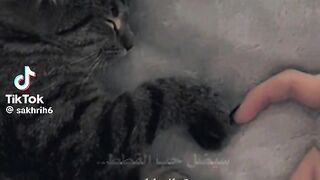 Trand cat