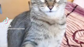 Trand cat