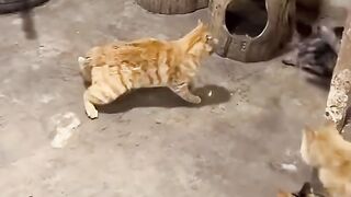 Cat vs cats