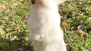 Le petit lapin gourmand mange des oranges et est mignon.