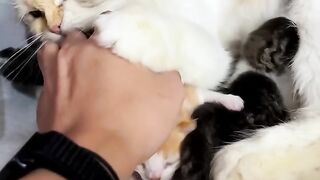 ne touchez pas à mes enfants
