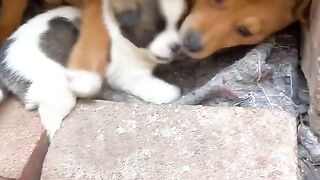 Chiot en colère, mignon chien de compagnie Golden Sun