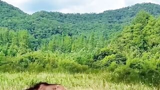 Regardez le comportement déroutant de l'animal qui a noirci le visage d'un léopard