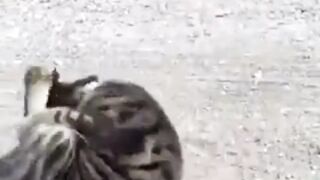 a cat who does gymnastics