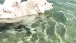 a dog and her puppy in a lake