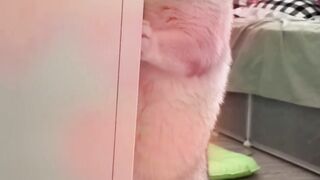 fakta kumis kucing
