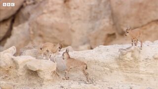 Baby Ibex vs Fox on a Cliff Edge _ Growing Up Wild