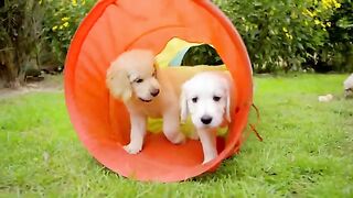 Astonishing Vision Helps Puppies to Explore   Wonderful World of Puppies