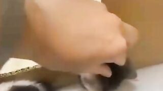 Lucu Kocak (178)