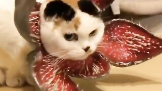 Lucu Kocak (195)