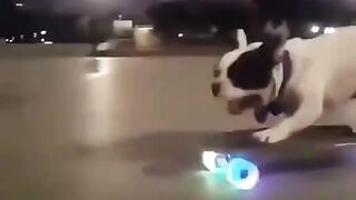 Lucu Kocak (255)