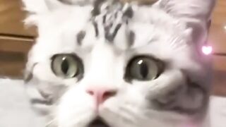 TELING KUCING
