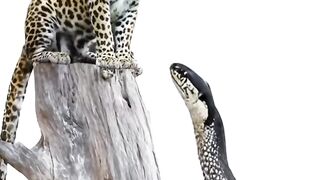 Tiger vs cobra