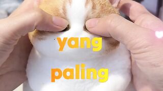 squisy
