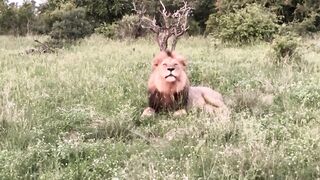 Wild Lion Safari